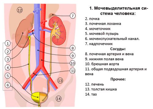Органы мочевыделительной системы