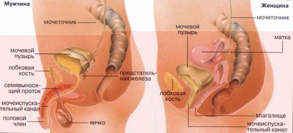 Мочеполовые органы мужчины и женщины