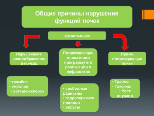 Функции почек