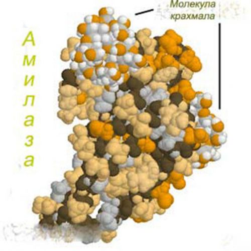 Молекула амилазы