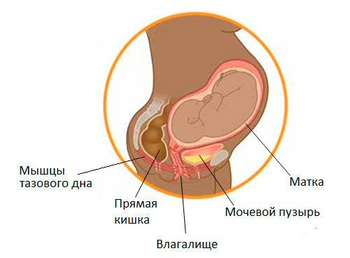 Органы малого таза беременных