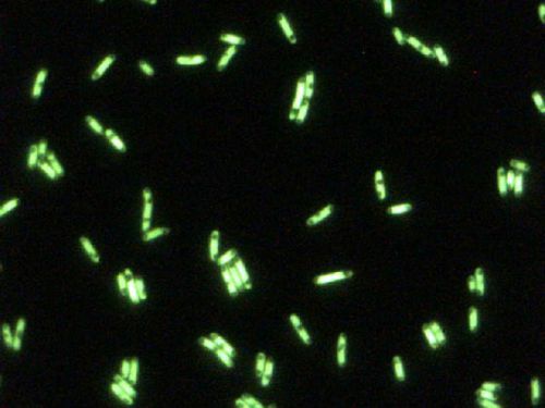 Бактерии при флюоросценции
