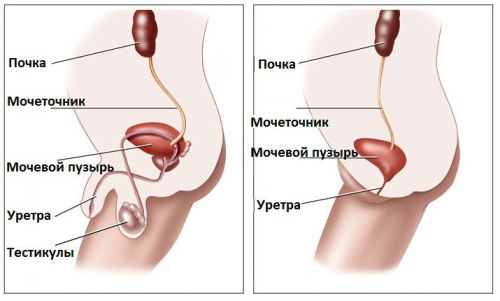 Мочеполовые органы мужчины и женщины