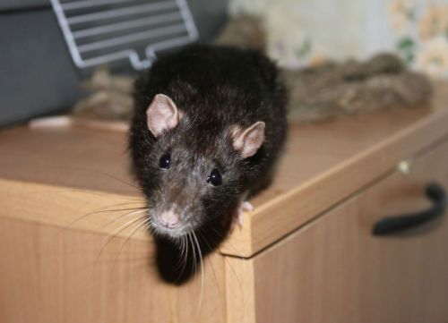 Домовая крыса