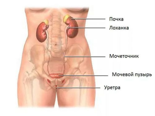Анатомия мочевыделительной системы