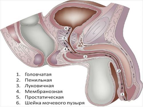 Анатомия уретры у мужчин