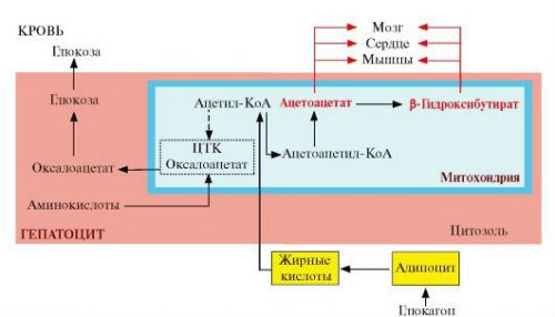 Схема формирования кетоновых тел