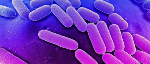 Бактерии клебсиеллы