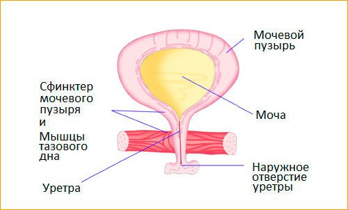 Анатомия мочевого пузыря