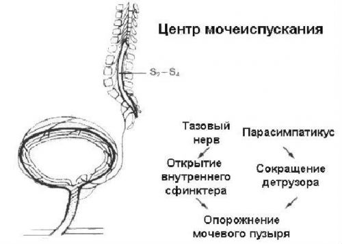 Центр мочеиспускания