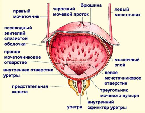 Строение мочевого пузыря