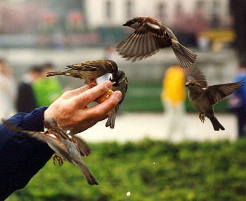Человек кормит птиц с руки