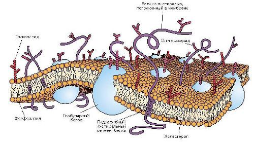 Базальная мембрана и белки