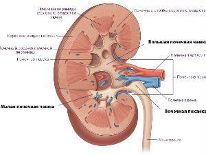 Строение почки