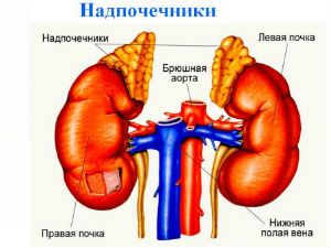 Надпочечники