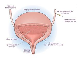 мочевой пузырь и его элементы