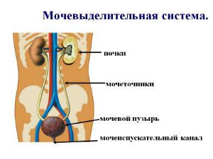 Мочевыделительная система