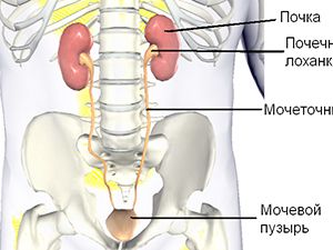 Мочеточник У Женщин Где Находится Реальное Фото