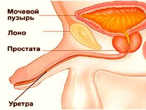 строение мочеполовой системы