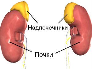 Почки и надпочечники