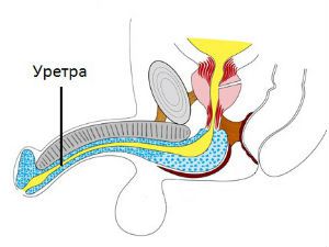 Анатомия мочеиспускательного канала