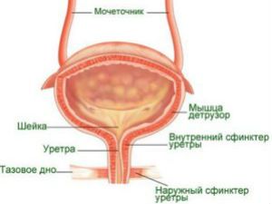 Анатомия мочевого пузыря