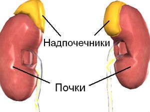 Почки и надпочечники